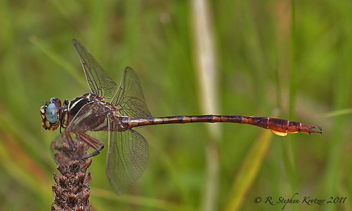 Aphylla williamsoni, male